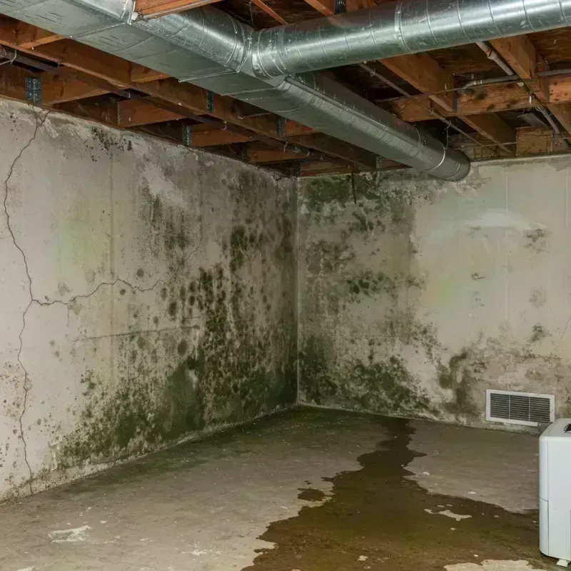 Professional Mold Removal in Montrose, CO